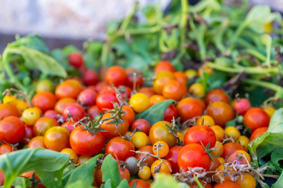 Villa NAI 3.3 - Deluxe Suite with olive grove view