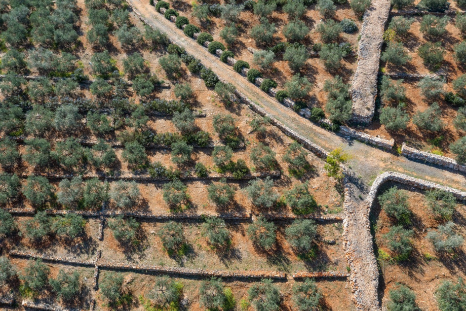 Villa NAI 3.3 - Deluxe Suite with olive grove view
