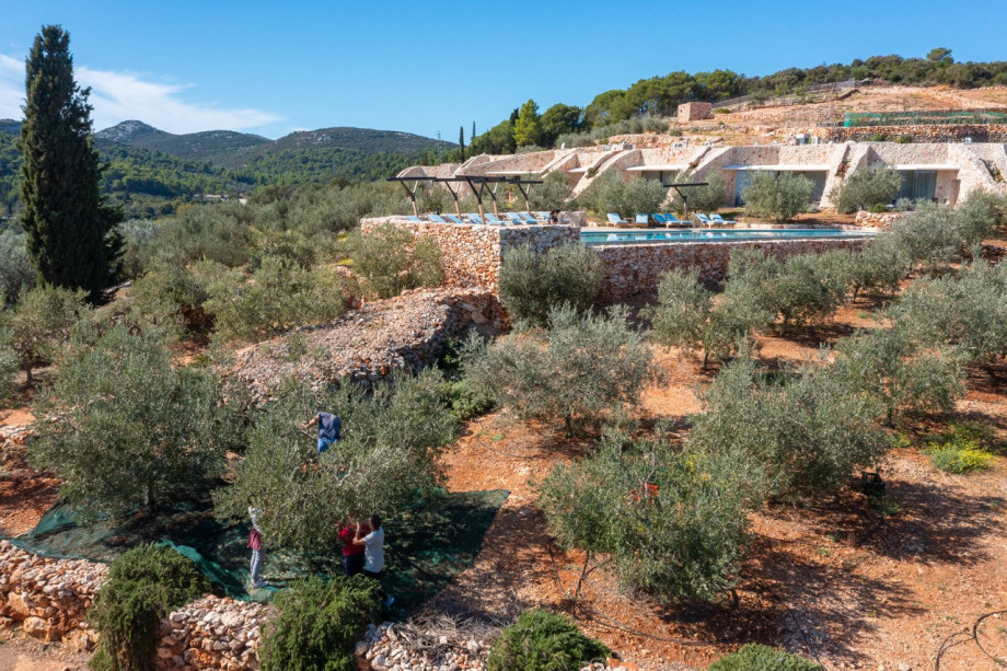 Villa NAI 3.3 - Deluxe Room with olive grove view