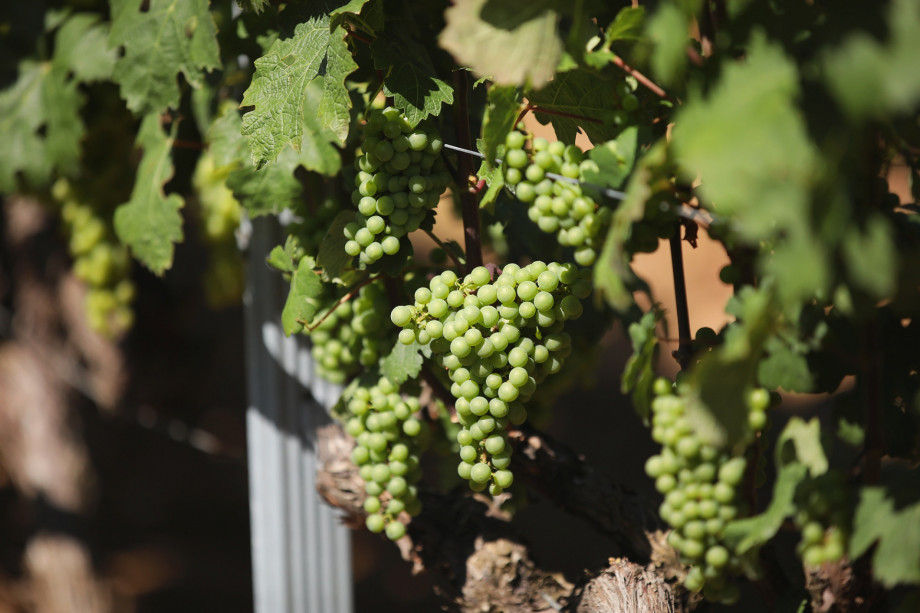 VILLA RAŽNJEVIĆA DVORI A.D. 1307