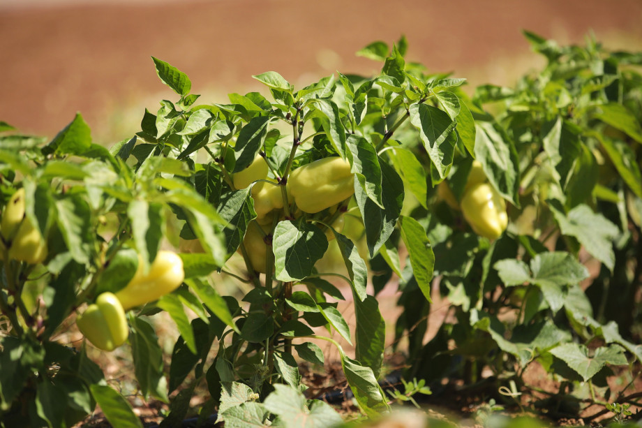 VILLA RAŽNJEVIĆA DVORI A.D. 1307