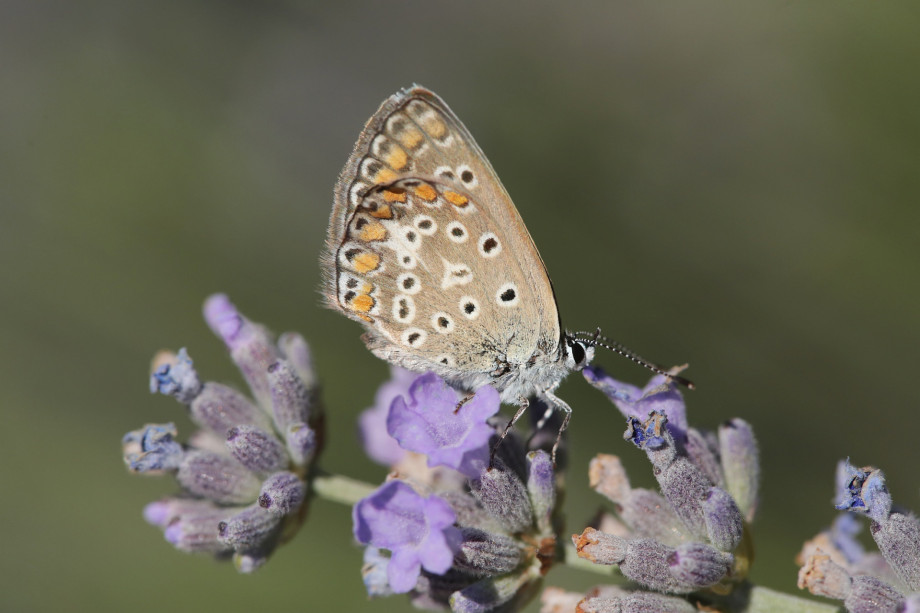 VILLA RAŽNJEVIĆA DVORI A.D. 1307