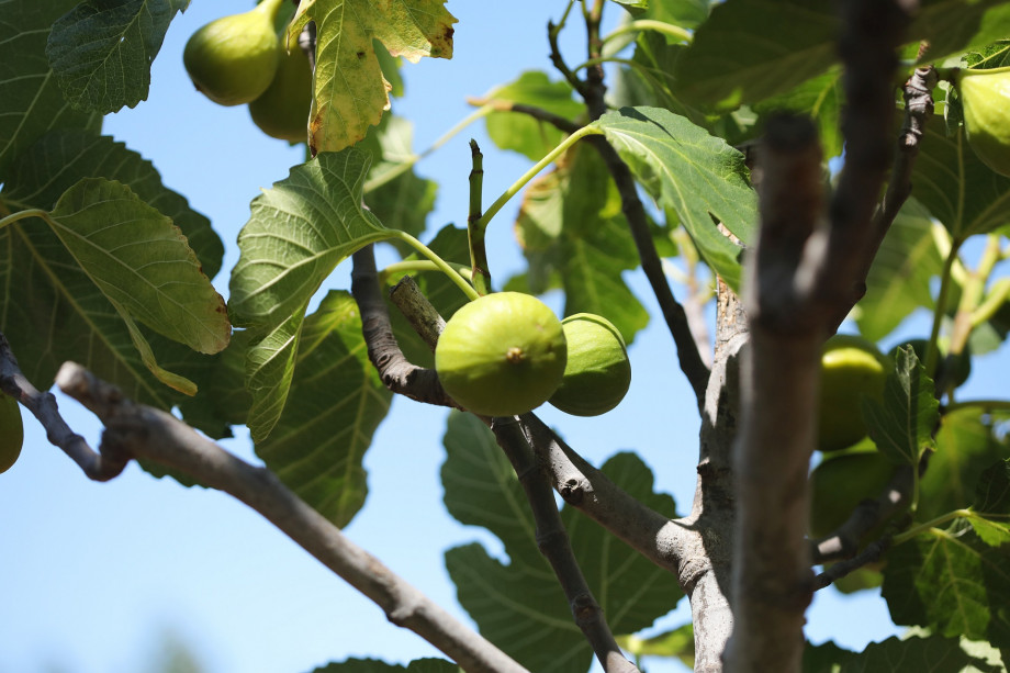 VILLA RAŽNJEVIĆA DVORI A.D. 1307