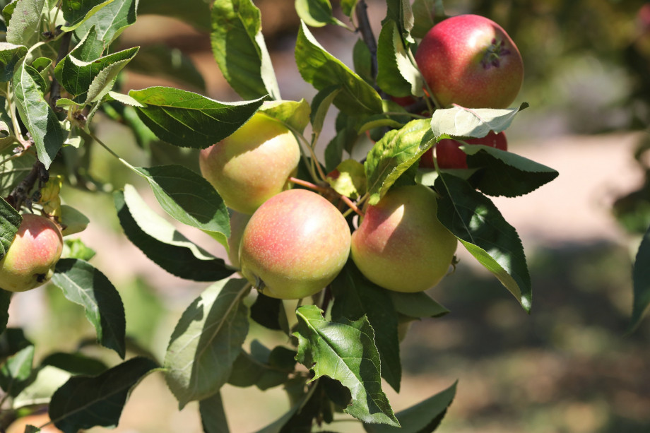 VILLA RAŽNJEVIĆA DVORI A.D. 1307