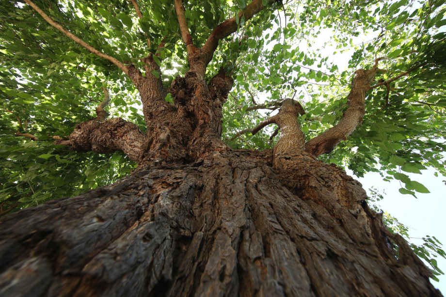 VILLA RAŽNJEVIĆA DVORI A.D. 1307