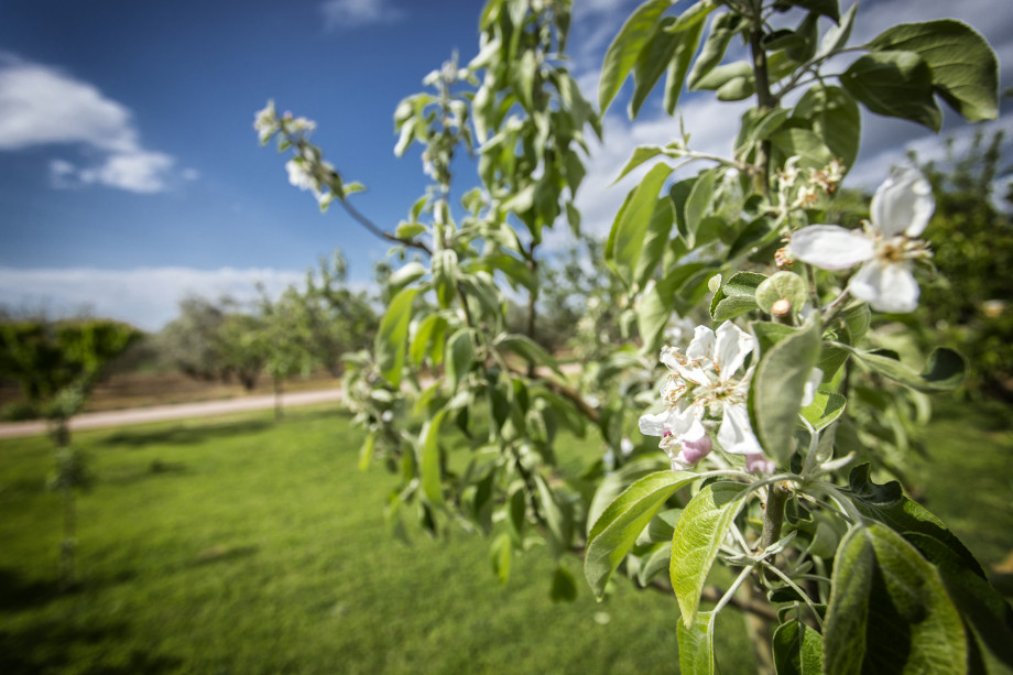VILLA RAŽNJEVIĆA DVORI A.D. 1307