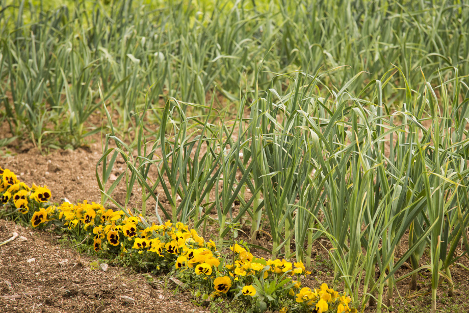 VILLA RAŽNJEVIĆA DVORI A.D. 1307