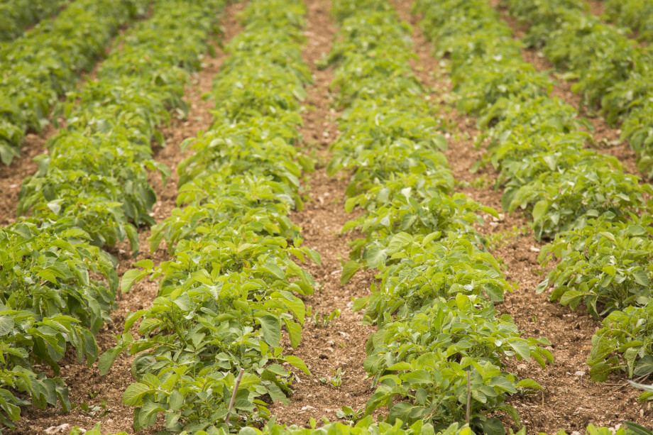 VILLA RAŽNJEVIĆA DVORI A.D. 1307