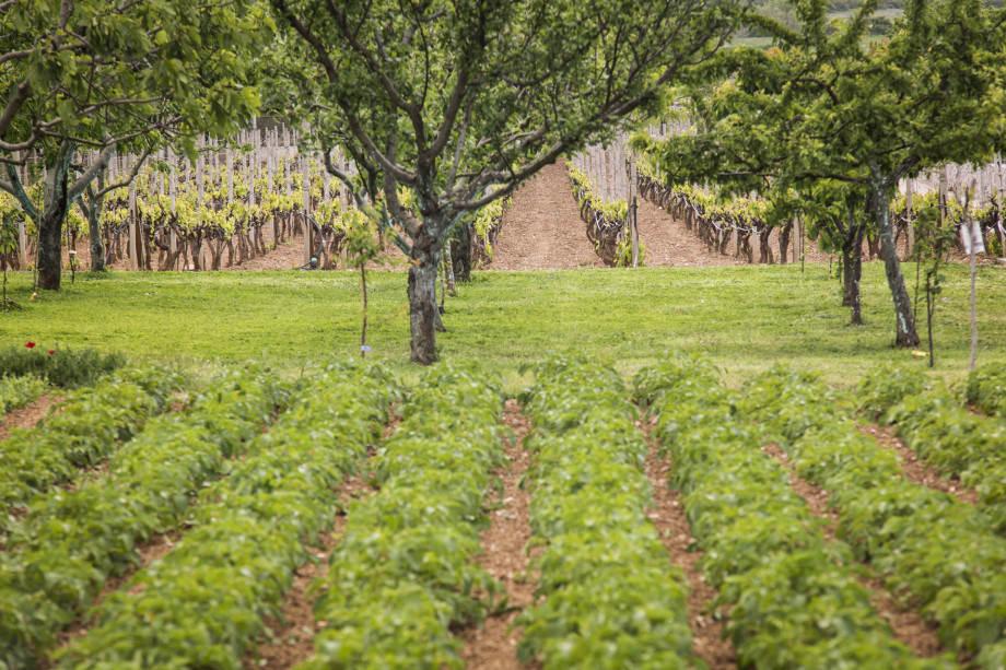 VILLA RAŽNJEVIĆA DVORI A.D. 1307