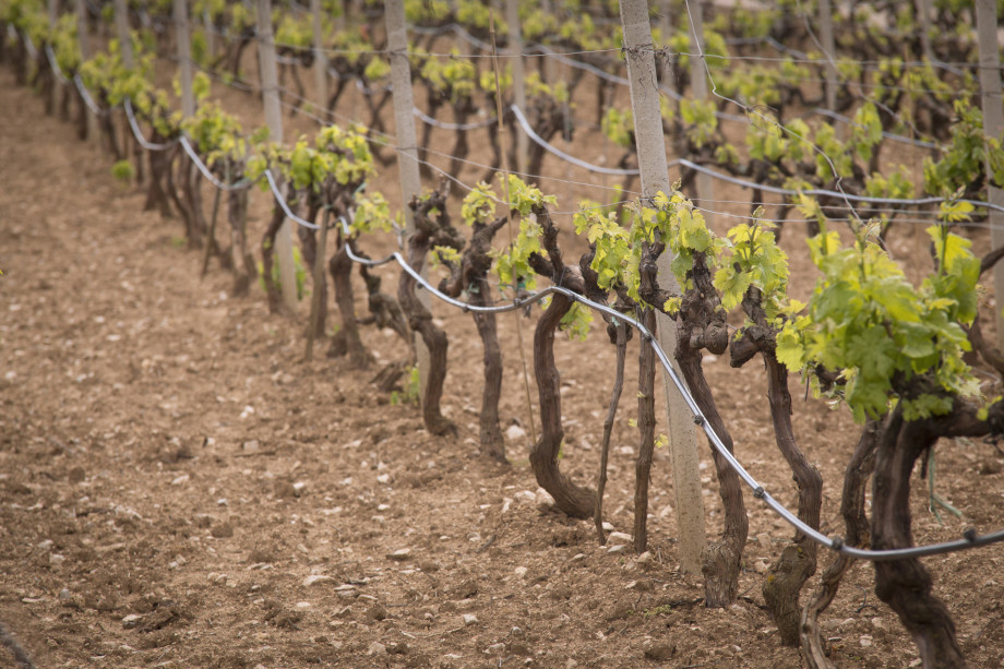 VILLA RAŽNJEVIĆA DVORI A.D. 1307