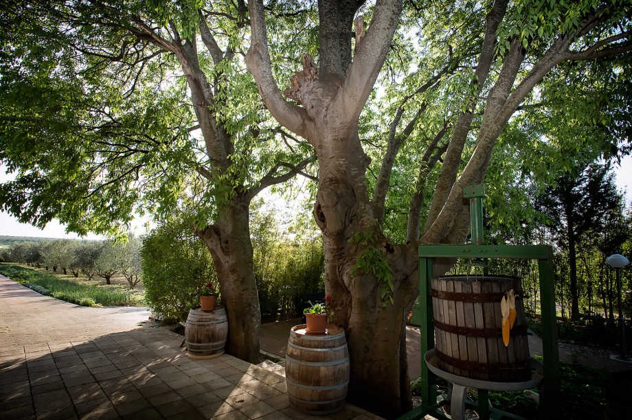 VILLA RAŽNJEVIĆA DVORI A.D. 1307